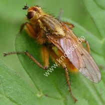 Dungfliege - Scatophaga stercoraria