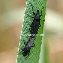 Mrzfliegen Paarung - Bibio marci - Haarmcke