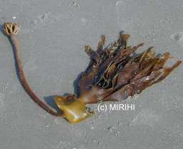 Palmentang - Laminaria hyperborea