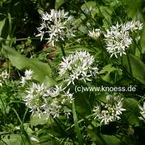 Bärlauch - Allium ursinumn