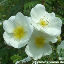 Bibernell-Rose - Rosa pimpinellifolia