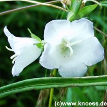 Glockenblume  Weisse - Campanula persicifolia