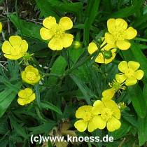 Scharfer Hahnenfuss - Ranunculus acris