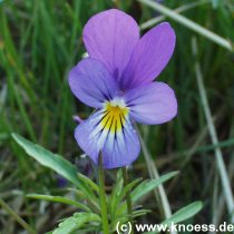 Sand-Stiefmütterchen - Viola tricolor