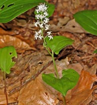 Zweiblättriges Schattenblümchen - Maianthemum bifolium