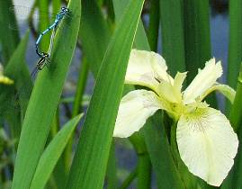 Wasser-Schwertlilie - Iris pseudacorus