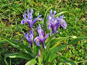 Zwergiris - Zwerg-schwertlilie - Iris pumila