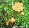 Zerfliessende Gallertträne - Dacryomyces stillatus